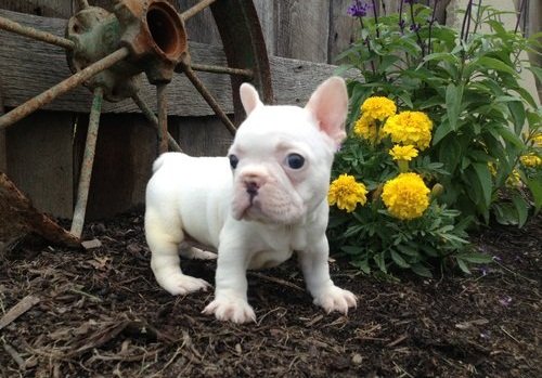 PuppyFind.com,701566