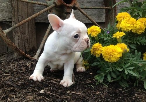 PuppyFind.com,701566