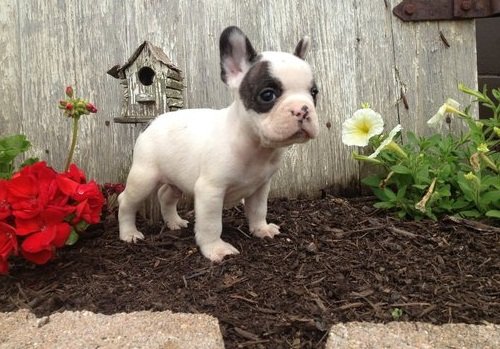 PuppyFind.com,701566