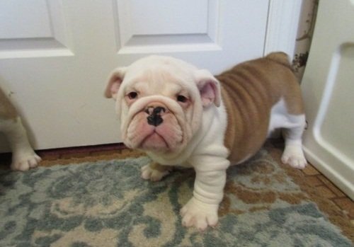 PuppyFind.com,713835