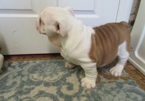 PuppyFind.com,713835