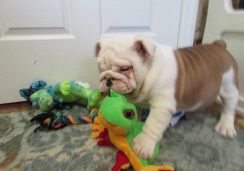 PuppyFind.com,713835