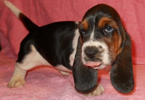 PuppyFind.com,373134