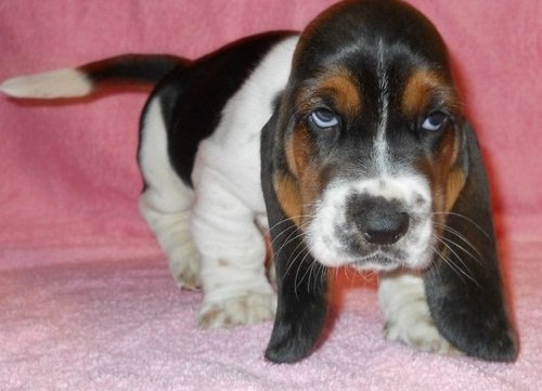 PuppyFind.com,373134