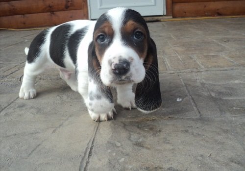 PuppyFind.com,797882