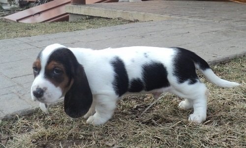 PuppyFind.com,797882