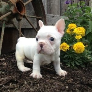 PuppyFind.com,701566