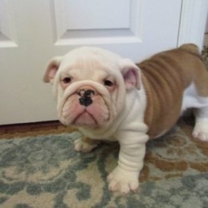 PuppyFind.com,713835