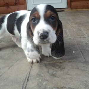 PuppyFind.com,797882